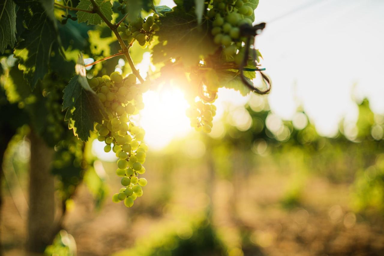 Masseria Agriturismo Il Sorriso Degli Ulivi - Dimora Di Charme 加利波利 外观 照片