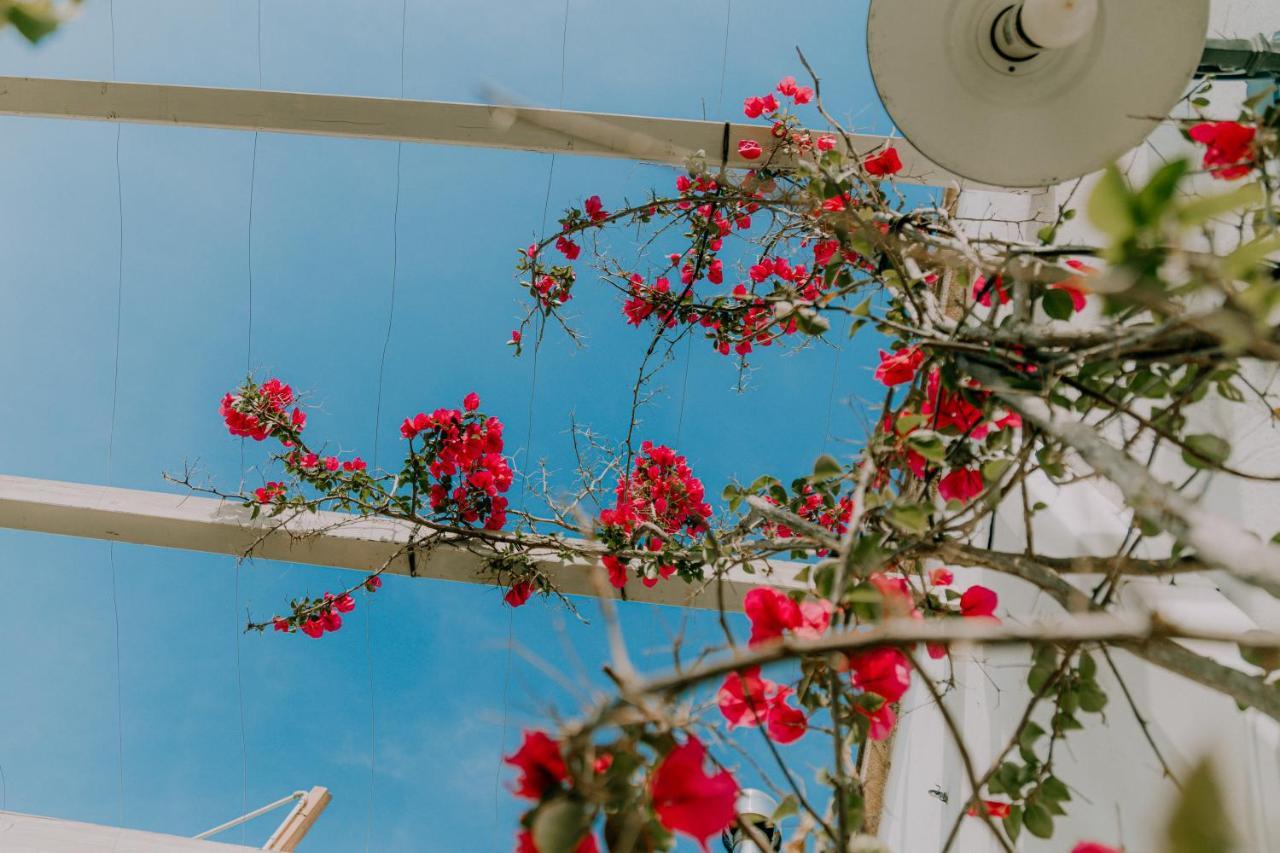 Masseria Agriturismo Il Sorriso Degli Ulivi - Dimora Di Charme 加利波利 外观 照片